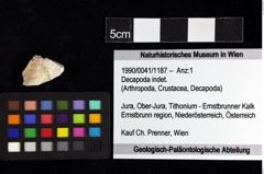 Foto (Objket + Etiketten) von Decapoda indet. 